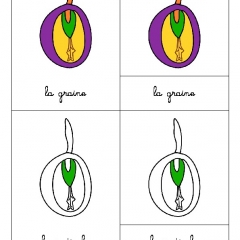 aperçu